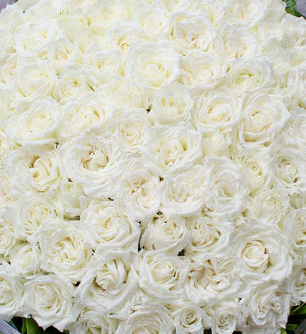99白玫瑰