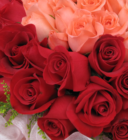 完美的爱33枝粉玫瑰居中，66枝红玫瑰围绕