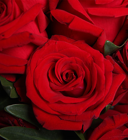 Romance：红玫瑰29枝
