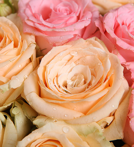 初夏：戴安娜粉玫瑰9枝，香槟玫瑰15枝