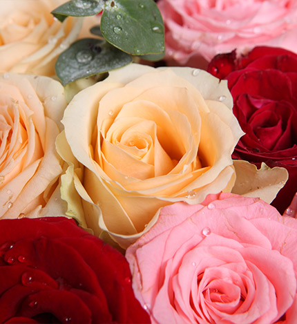 梦想缤纷：戴安娜粉玫瑰11枝+香槟玫瑰13+红玫瑰5枝