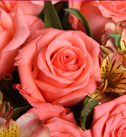 夏日恋曲：粉玫瑰18枝，搭配适量水仙百合