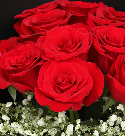 黑夜之光：红色玫瑰11枝，满天星