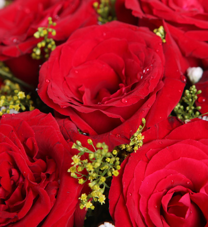 致美丽的你：11枝红玫瑰,黄莺、满天星适量