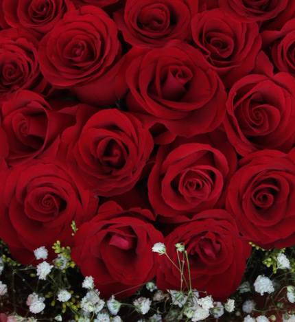 陷入爱河：36枝红玫瑰，黄莺和满天星点缀