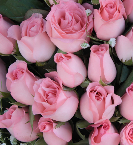 淳美之爱：33枝粉玫瑰,搭配巴西叶+满天星