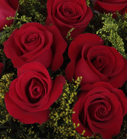 爱唯一：11朵顶级红玫瑰,黄莺搭配