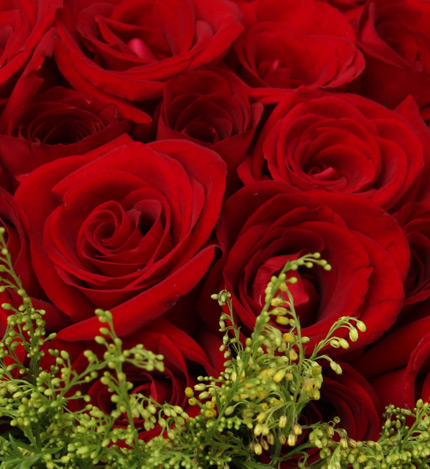 爱你久久：99朵红玫瑰