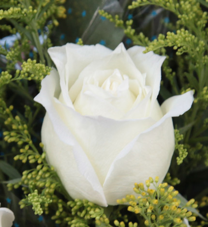 心语心愿：11枝白玫瑰