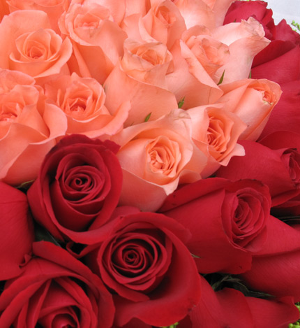 浪漫情人99朵玫瑰：33枝粉玫瑰居中，66枝红玫瑰围绕