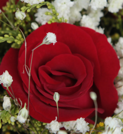 简单爱：11枝红玫瑰