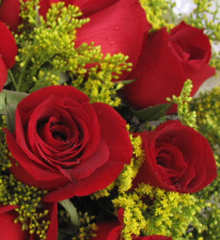 一生有你：19枝顶级红玫瑰