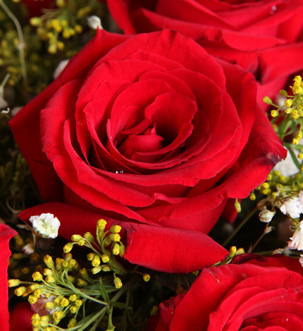 真爱：红玫瑰9枝