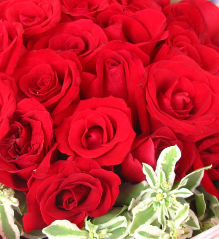 幸福环绕：25枝红玫瑰，6只五寸小熊