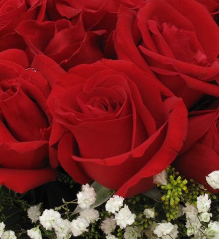 牵手一生：19枝顶级红玫瑰