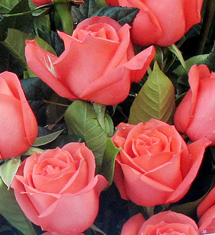 爱恋物语：20枝粉红色玫瑰