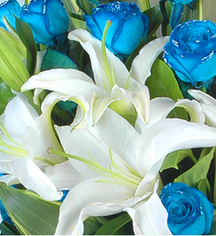 蓝色梦幻：11枝蓝色妖姬（昆明产），5朵白色的香水百合