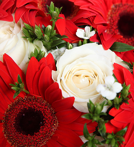 舞动青春：11枝红色太阳花，雪山白玫瑰3枝