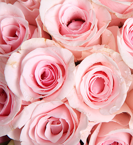 天使的心跳：粉佳人粉玫瑰19枝，粉色桔梗6枝