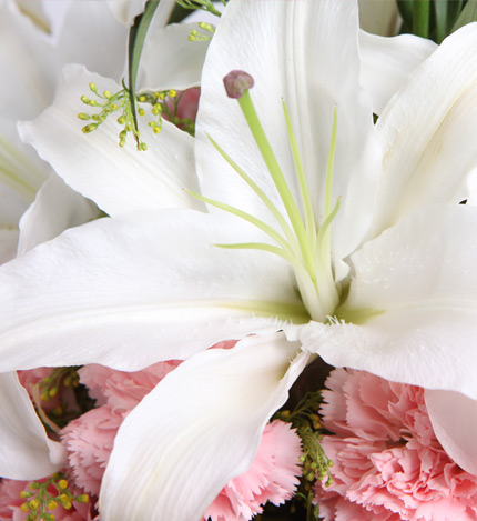 爱的祝福：2枝白香水百合,19枝粉康乃馨