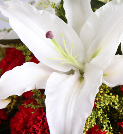 暖暖的问候：2枝白香水百合,19枝红康乃馨