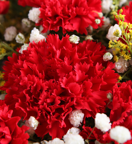 幸福典藏：16枝红康乃馨