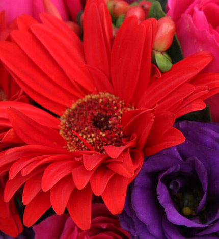生如夏花：11枝桃红色玫瑰，红色扶郎4枝，紫色桔梗3-5枝，红豆、绿色配叶适量