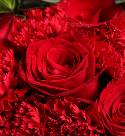 漾恬假期：7枝白色马蹄莲，10枝红玫瑰，11枝红康乃馨