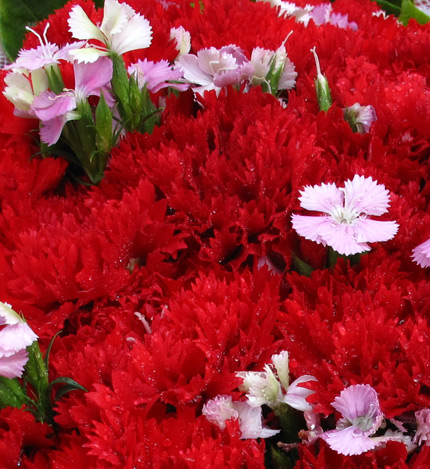 温暖怀抱：33枝红色康乃馨