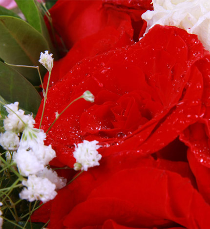 最浪漫的事：白色.粉色.红色玫瑰各11枝