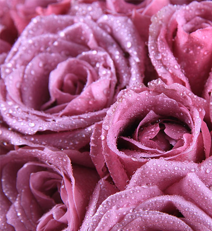 紫爱浪漫：只（紫）爱浪漫，紫色彩玫瑰33朵