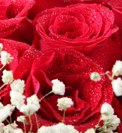真诚的爱：21朵昆明红玫瑰