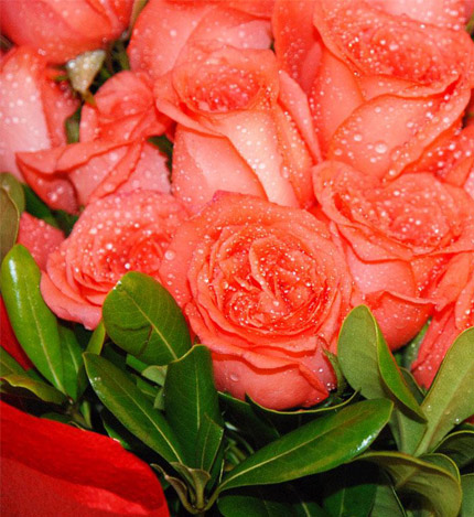 全城热恋：22朵粉玫瑰