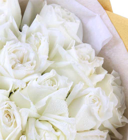 爱在你身边:36朵白玫瑰