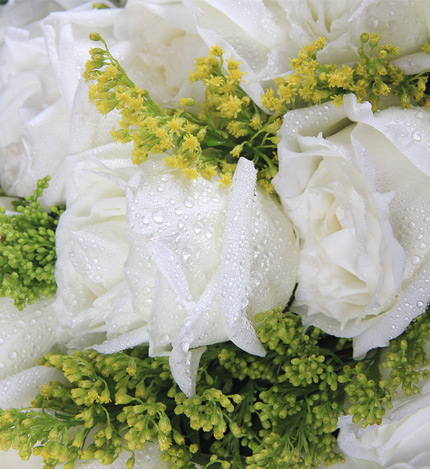 纯洁的爱：19枝白玫瑰花盒