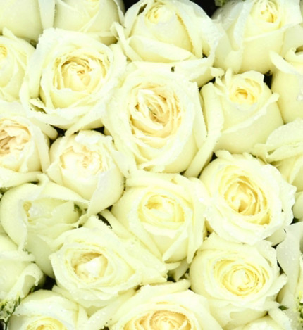 想你的夜半时分：33枝白玫瑰花盒