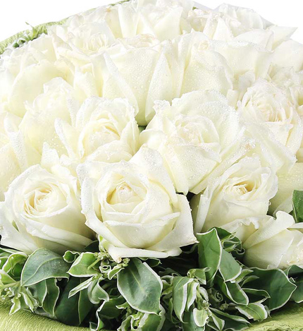 清纯女人香：白玫瑰21枝