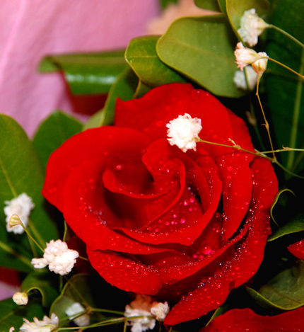 浪漫之梦：6朵红玫瑰+小熊