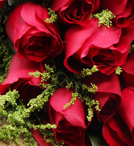 美丽相约：33红玫瑰，一个小熊