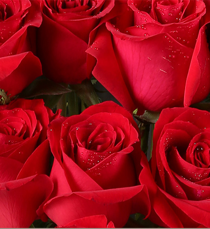 杜鹃圆舞曲:鲜花速递生日礼物22朵玫瑰